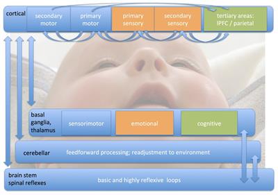 Multimodal Sensory-Spatial Integration and Retrieval of Trained Motor Patterns for Body Coordination in Musicians and Dancers